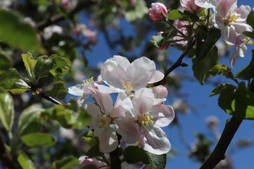 Apfelblüten vor blauem Himmel mit Focus in der Mitte