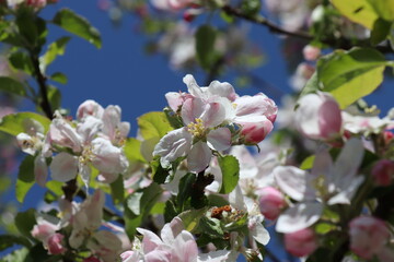 Fototapeta na wymiar Apfelblüten vor blauem Himmel mit Focus in der Mitte