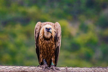 portrait of a vulture close up