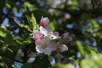 Apfelblüten vor blauem Himmel mit Focus in der Mitte