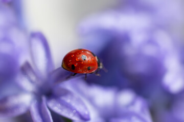 Closeup photography of ladybug on yellow petal.Springtime concept. © Bidzilya