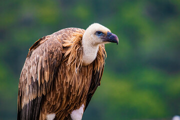portrait of a vulture close up