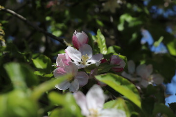 Apfelblüten vor blauem Himmel mit Focus in der Mitte