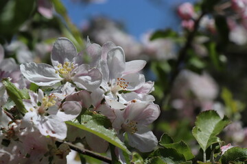 Apfelblüten vor blauem Himmel mit Focus in der Mitte