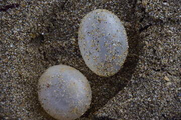 Empty turtle eggs on the most popular beaches of Mar del Plata City. Argentina