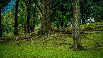 Obraz premium Trees in the KLCC Park in Kuala Lumpur.