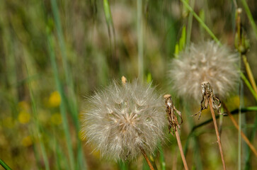 candlelion seed, dandelions with green black background, Dientes de león Taraxacum officinale
