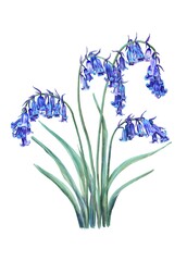 English Bluebell flowers illustration 