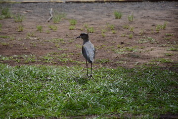 A bird walks on the grass in Iguazu Falls National Park, Puerto Iguazu, Argentina