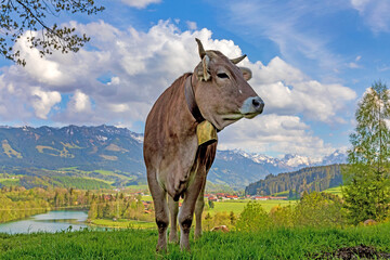 Kuh - Allgäu - See - Alpen - Frühling - Braunvieh - Hörner