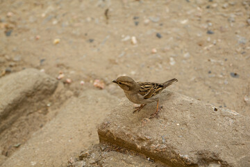 sparrow on the beach