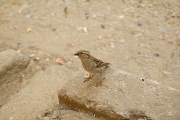 sparrow 