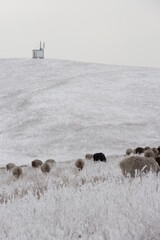 Sheep on a snowy field