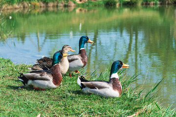 Close-up of a group of wild ducks on the green grass near the edge of the shore of the pond on a sunny spring morning look at the water, natural natural background
