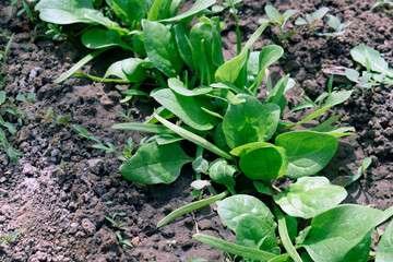 Young spinach sprouts in the garden. Spinach seed germination.