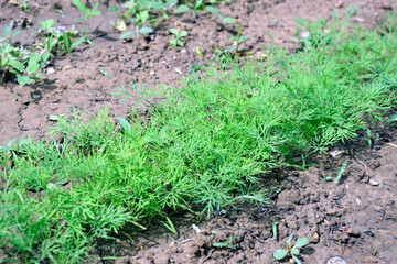 A row of young green dill grown in the ground.