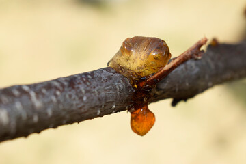 Glue disease of fruit trees.