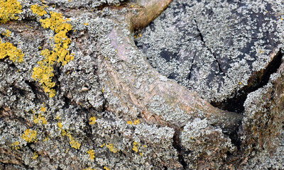 Ecosystem of mushrooms, a colony of yellow lichens on the bark of a tree. Common orange lichen on a textured wooden surface.