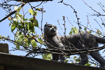 Proud British fold cat in tree branches against the blue sky.