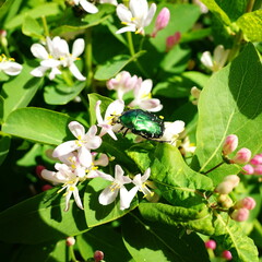 Agricultural pest a green bug chafer (Cetonia aurata) close-up. Insect on plant in garden pollinating flowers.	