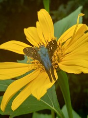 butterfly on yellow flower