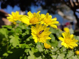 Close-up new yellowf lowers blooming in the garden in early spring.