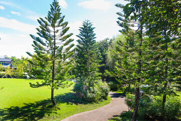 Pathway s curve with pine tree in park.