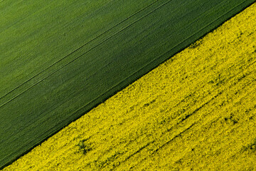 Aerial view with two agriculture fields with wheat and rapeseed plants. Beautiful  and geometric agriculture landscape texture. Green and yellow color great for background.