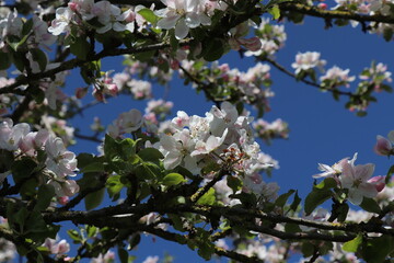 Apfelbaumblüte