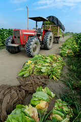 tractor harvesting tobacco crop in Latin America