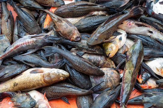 pesca indiscriminada en el rio orinoco