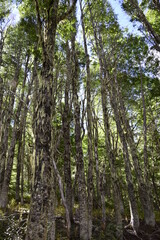 Trees covered with moss in the forest, in Arrayanes National Park, San Carlos de Bariloche. Argentina