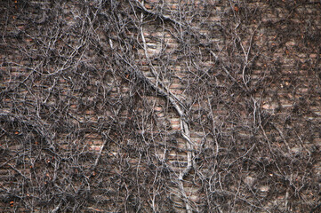 wall with vines