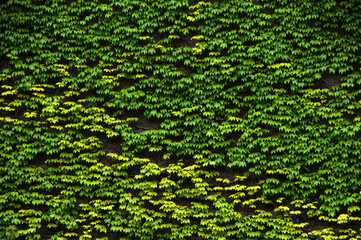 
wall with green vines

