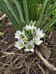 Fototapeta premium snowdrops in the garden