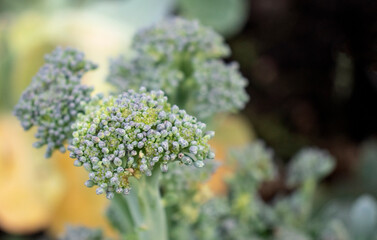 broccoli crop in garden bed