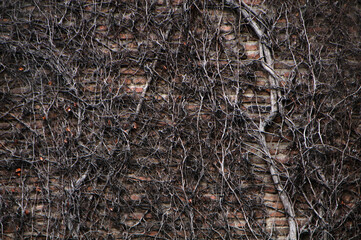 texture of the ground