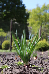 Zwiebel im Garten