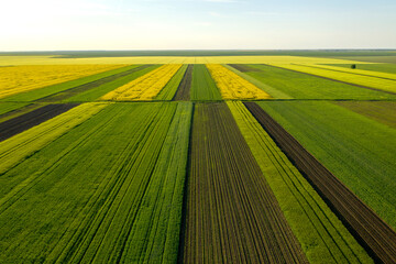 Aerial view with the  landscape geometry texture of a lot of agriculture fields with different plants like rapeseed in blooming season and green wheat. Farming and agriculture industry.