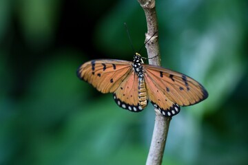 butterfly on a branch