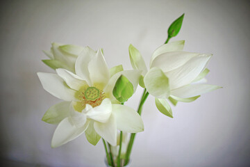 bouquet of lotus 
