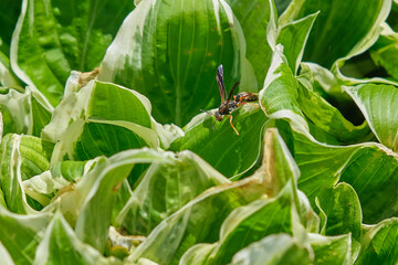 Northern paper wasp sits atop a Hosta plant