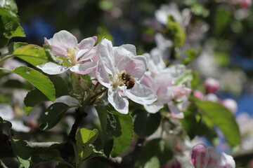 Fototapeta premium Apfelbaumblüte mit einer Biene