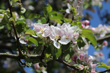 Obraz na płótnie Canvas Apfelbaumblüte mit einer Biene