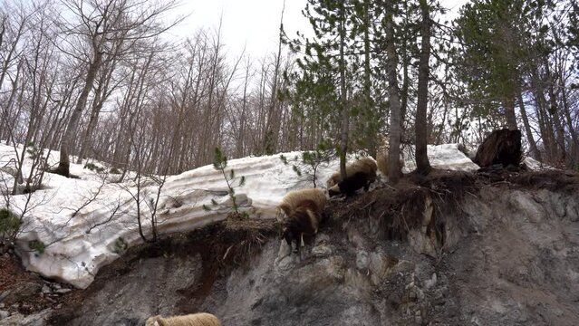 Sheep and lambs jumping from steep slope on mountain covered by snow