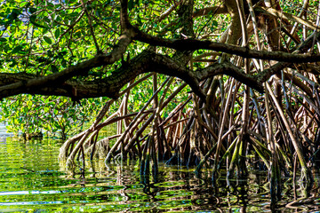 Dense mangrove vegetation with its trees and roots illuminated by the late afternoon sun in Rio de Janeiro, Brazil