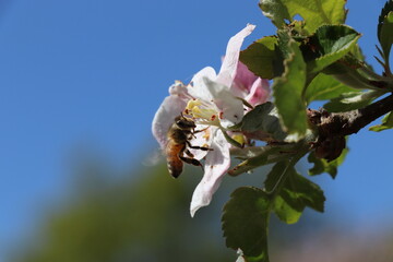 Biene an einer Apfelbaumblüte