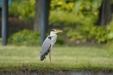 Grey Heron (Ardea cinerea), is a wading bird of the heron family Ardeidae. Location: Berggarten, Hanover.