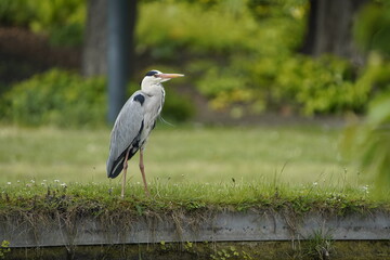 Grey Heron (Ardea cinerea), is a wading bird of the heron family Ardeidae. Location: Berggarten, Hanover.