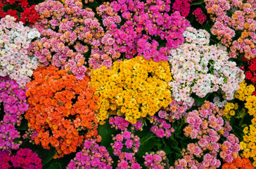 colorful flowers background